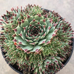 Sempervivum tectorum var. calcareum – Fire Dragon