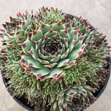 Sempervivum tectorum var. calcareum – Fire Dragon