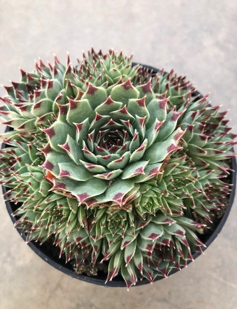 Sempervivum tectorum var. calcareum – Fire Dragon