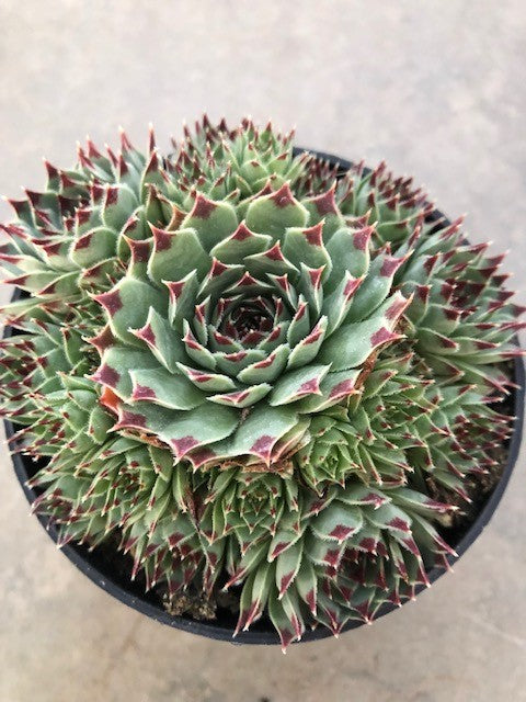 Sempervivum tectorum var. calcareum – Fire Dragon