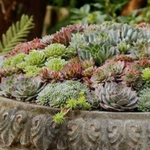 Sempervivum tectorum var. calcareum – Fire Dragon