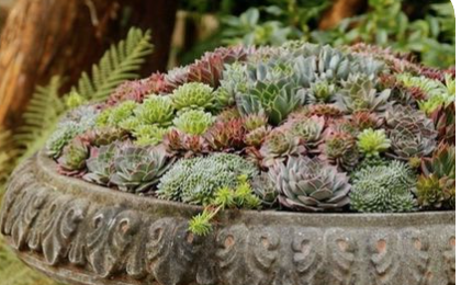 Sempervivum tectorum var. calcareum – Fire Dragon