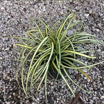 Carex Oshimensis Evergold vaso 12