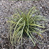 Carex Oshimensis Evergold vaso 12