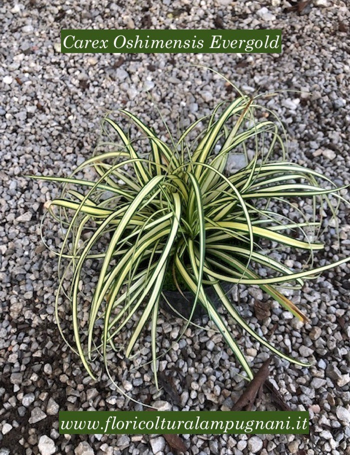 Carex Oshimensis Evergold vaso 12