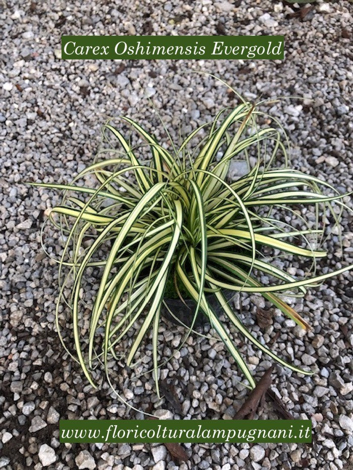 Carex Oshimensis Evergold vaso 12