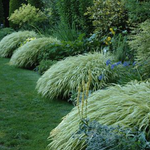 Carex Oshimensis Evergold vaso 12