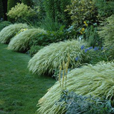 Carex Oshimensis Evergold vaso 12