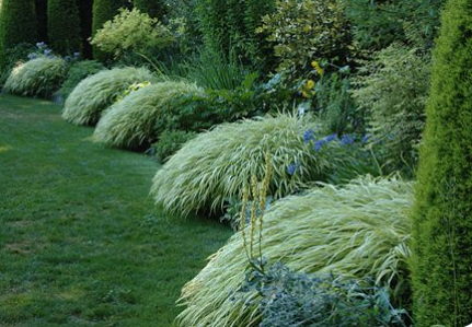Carex Oshimensis Evergold vaso 12
