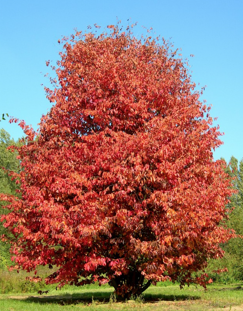 Parrotia Persica v.9