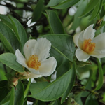 Stewartia pseudocamellia v.18
