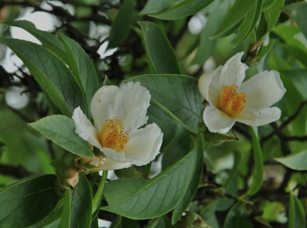 Stewartia pseudocamellia v.18