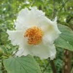 Stewartia pseudocamellia v.18