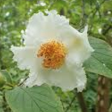 Stewartia pseudocamellia v.18
