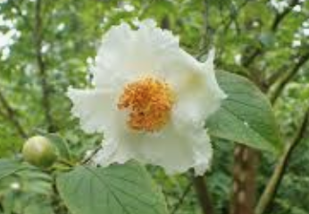 Stewartia pseudocamellia v.18