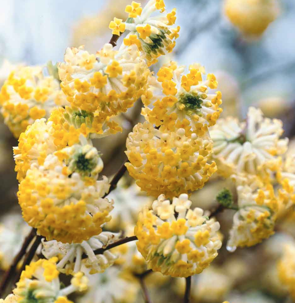 Edgeworthia Chrysantha v.9