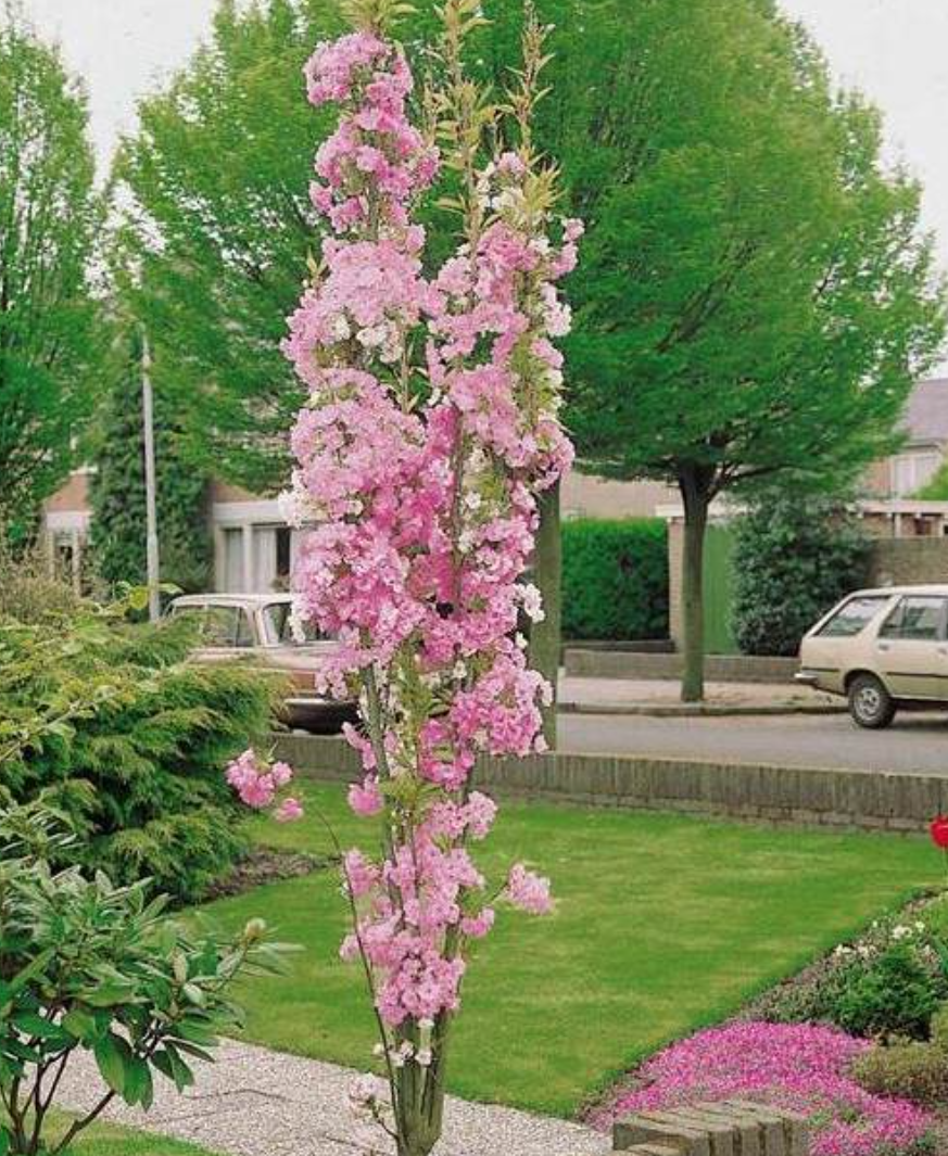 Prunus Amanogawa vaso 9