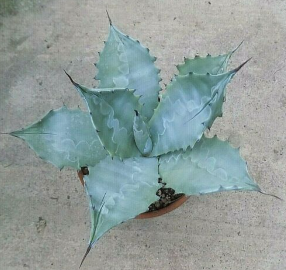 Agave Colorata cm.14/15  (resistenza - 7°)
