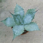 Agave Colorata cm.14/15  (resistenza - 7°)