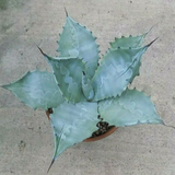 Agave Colorata cm.14/15  (resistenza - 7°)