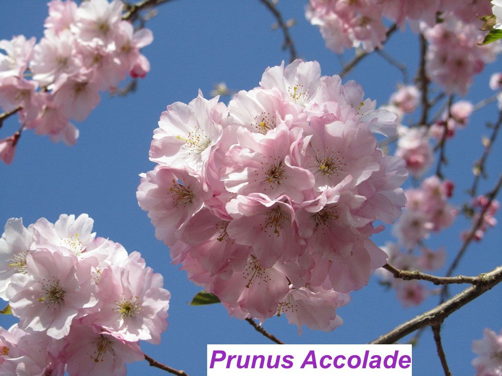 Prunus accolade