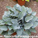 Hosta Halcyon