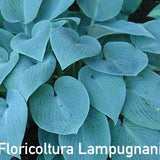 Hosta Halcyon