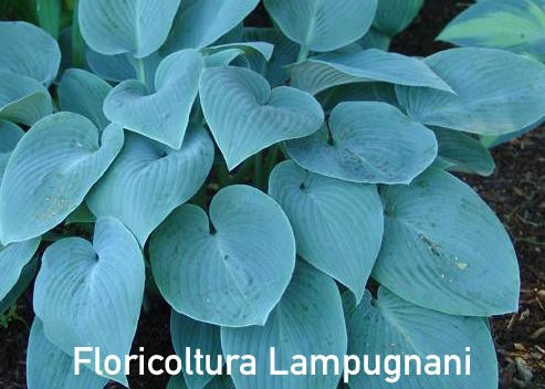 Hosta Halcyon