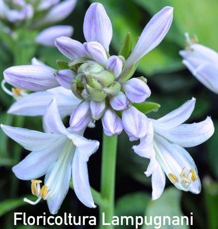 Hosta Halcyon