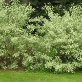 Cornus alba elegantissima v.18