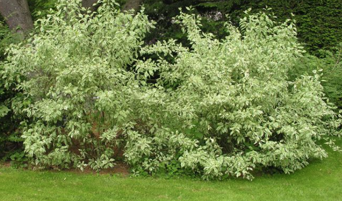 Cornus alba elegantissima v.18