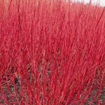 Cornus alba elegantissima v.18