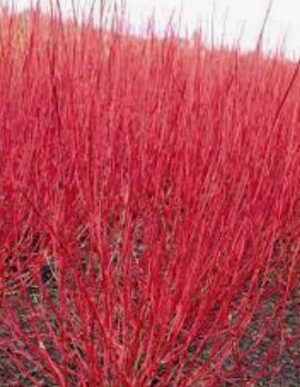 Cornus alba elegantissima v.18