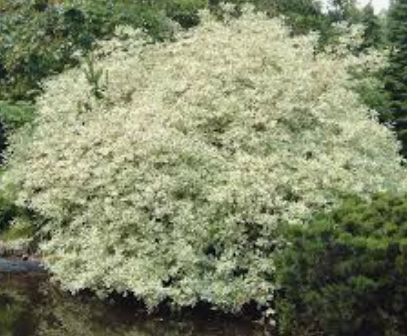 Cornus alba elegantissima v.18