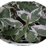 Cornus alba elegantissima v.18