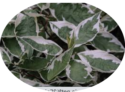 Cornus alba elegantissima v.18