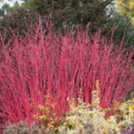 Cornus alba elegantissima v.18