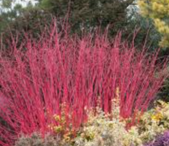 Cornus alba elegantissima v.18