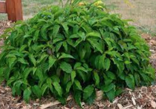 Cornus sericea 'Kelseyi'