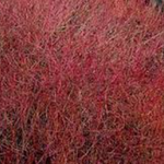 Cornus sericea 'Kelseyi'