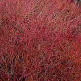 Cornus sericea 'Kelseyi'
