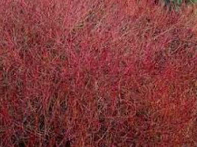 Cornus sericea 'Kelseyi'