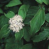 Cornus sericea 'Kelseyi'