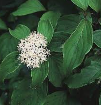 Cornus sericea 'Kelseyi'