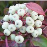Cornus sericea 'Kelseyi'
