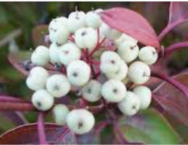 Cornus sericea 'Kelseyi'