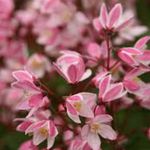 Deutzia 'Yuki Cherry Blossom' ®  v. 18