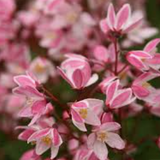 Deutzia 'Yuki Cherry Blossom' ®  v. 18