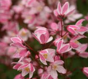 Deutzia 'Yuki Cherry Blossom' ®  v. 18