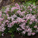 Deutzia 'Yuki Cherry Blossom' ®  v. 18